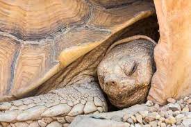 Why Pet Tortoises Die 10 Common Causes How To Prevent