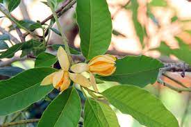 Maybe you would like to learn more about one of these? Champaca Plant Care How To Grow Fragrant Champaca Trees In The Garden