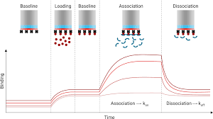 Biolayer interferometry binding assays.all biosensors were hydrated in pbs prior to use. Bli Biolayer Interferometry Kinetics Alternative To Spr And Biacore