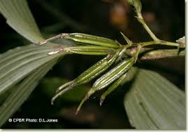 Image result for Corymborkis corymbis