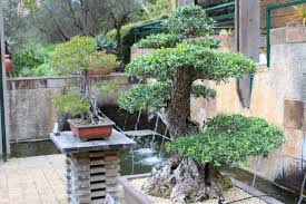 The common ingredients in bonsai soil are akadama, pumice, lava rock, organic potting compost and fine gravel. Growing Bonsai Trees In Containers Indoors Backyard Gardening Tips