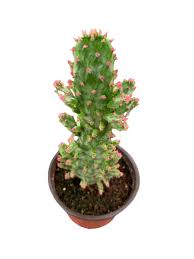 Image result for Opuntia monacantha