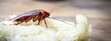how to keep your kitchen cockroach free