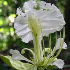 Image result for Berlinia