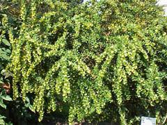 Image result for Berberis verruculosa