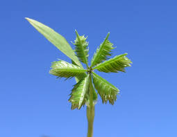 Image result for Dactyloctenium geminatum