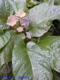 Image result for Dorstenia schliebenii