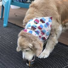 Maybe you would like to learn more about one of these? Golden Retriever Eating Ice Cream For Birthday Popsugar Family