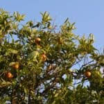 Parrots are highly intelligent birds and can make wonderful pets, but there are some things to know about them and their care requirements before making regardless of the method you used to get him in the cage, give him some space for a while. Can Parrots Eat Citrus Fruit Lemons Limes Grapefruit Oranges