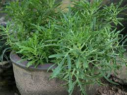 Kalanchoe Laciniata Christmas Tree Plant World Of Succulents Christmas Tree Plant Trees To Plant Plants