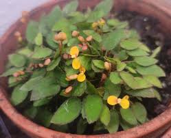 Image result for Begonia vankerckhovenii
