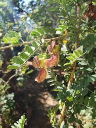 Image result for Ormocarpum schliebenii