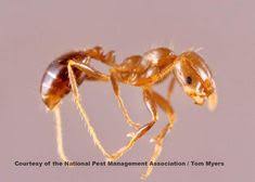 While there are several large pest control companies that cover areas throughout the united states and even other countries, they are less. 48 Pest Control Ideas Pest Control Pests Pest Control Services