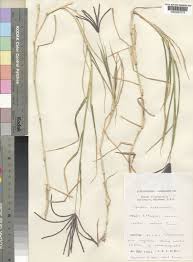 Image result for Cynodon aethiopicus