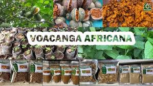 Image result for Voacanga africana