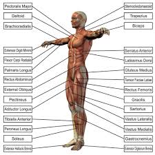 Educational diagram with upper, middle and lower parts with acromion, humerus and scapula bones location on human body. Labeled Human Body Koibana Info Human Anatomy And Physiology Human Muscular System Muscular System Labeled