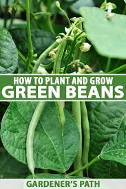 We did not find results for: How To Plant And Grow Green Beans Gardener S Path