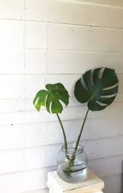 How To Propagate A Monstera Deliciosa Leaf And Paw Monstera Deliciosa Plants Propagating Plants