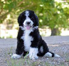 Maybe you would like to learn more about one of these? The Olde English Goldendoodle Doodle Creek