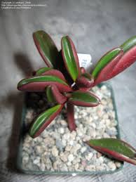 Peperomia Graveolens Sukkulenten Pflanzen Kakteen Und Sukkulenten Seltsame Pflanzen