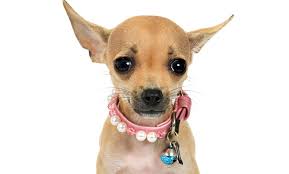 Moore and her dedicated staff take great pride in treating each of their patients and their families with the individual attention and care they deserve. Affordable Pet Hospital From 12 Tampa Fl Groupon
