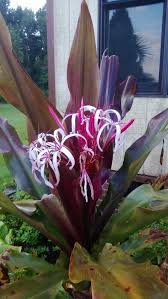 Image result for Crinum walteri