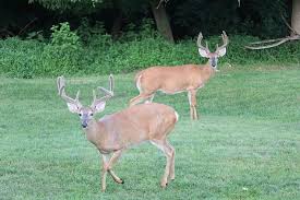 Cutting antlers off big whitetail buck if you got a weak stomach, you were warned! Deer Bucks West Virginia Nature Animal Animal Themes Animal Wildlife Mammal Group Of Animals Field Pxfuel