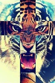 Tiger Cross Fond D Ecran Hipster Fond D Ecran Iphone Apple