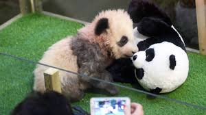 Une vidéo prise le 28 mai 2021, de yuan meng, jeune mâle panda géant dégustant son bambou ! Yuan Meng Petit Prince A Beauval Pour Trois Ans