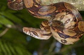 Https Www Snakesforpets Com Boa Constrictor Imperator Vs Red Tailed Boa Constrictor Boa Constrictor Imperator Vs Red Tail Boa Constrictor Red Tail Boa Boa