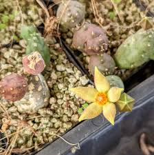 Image result for Pycreus permutatus