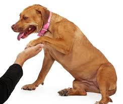 The easiest way will be to pair buttons. Learn To Communicate With Your Dog Through Body Language And Praise