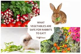 What flowers are edible for rabbits. What Vegetables Are Safe For Rabbits To Eat Full List Of Safe Vegetables