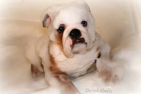 Their forefathers were rough and tumble bulldogs bred to fight bulls and other dogs in the 1600's and 1700's. Naming Your English Bulldog