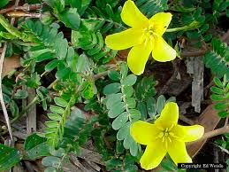 Native to tropical america, introduced as an ornamental. Florida S Vines Page 5 Of 5