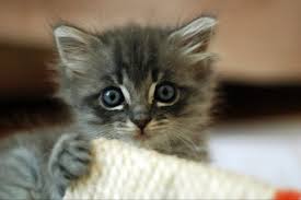 Agar memaksimalkan tumbuh kembangnya, cat lovers tidak boleh memilih makanan sembarangan. 10 Merk Makanan Kucing Terbaik Update 2020 Bukareview