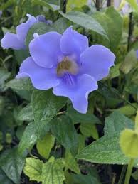 Image result for Thunbergia vogeliana