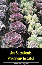 Are Succulents Poisonous To Cats This Guide Covers Which Succulent Plants That Are And Are Not Tox Succulents Drought Resistant Plants Diy Container Gardening