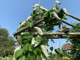 Image result for Argyreia