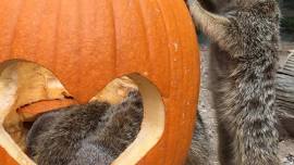 Pumpkin Smash at the Central Coast Zoo