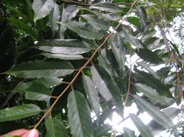 Image result for Maesopsis eminii