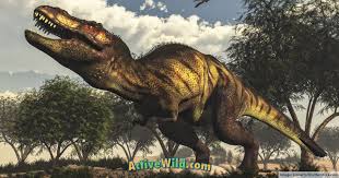 Discover The Different Types Of Dinosaurs With Pictures Facts