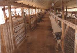Isolated cartoon set icon granary. Preparing Your Property For Dairy Goats Sheep Alabama Cooperative Extension System