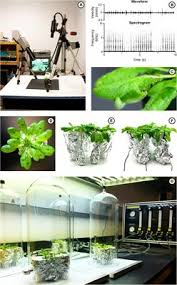 A wide range of home goods from generators to rugs to furniture and bedding, are just a mouse click away. Frontiers Caterpillar Chewing Vibrations Cause Changes In Plant Hormones And Volatile Emissions In Arabidopsis Thaliana Plant Science