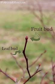 Pin On Gardening Tips