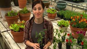 Plants that are perfect for small gardens. Burpee Garden Ready Plants Delivery Explained Youtube