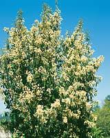 Image result for Callicoma