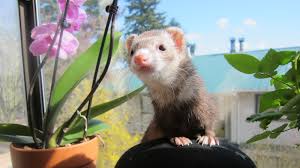 It's statisctically more likely that some horrible person you know (who you have issues with) will turn you in for owning a ferret. Ferrets Are Mischievous Loyal Affectionate Pets Howstuffworks