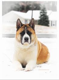 Please Wait American Akita Akita Akita Dog