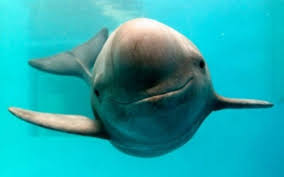 La vaquita marina es considerada la marsopa más pequeña del mundo, cuyo único hábitat en el planeta es el golfo de california, lo que la convierte en una especie endémica de méxico. Extincion De Vaquita Marina Podria Ser Por Causas Ambientales El Sol De Mexico Noticias Deportes Gossip Columnas